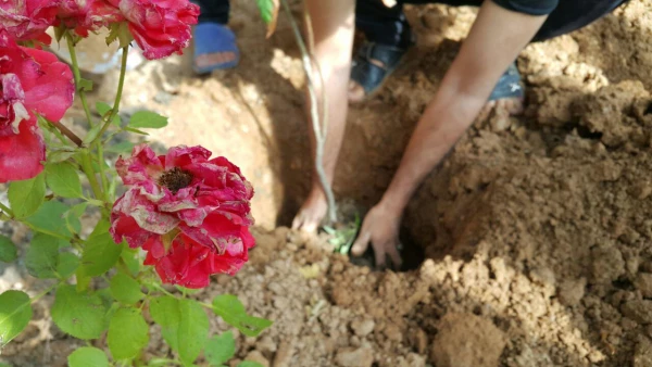 گل کاری پردیس شهید رجایی 3