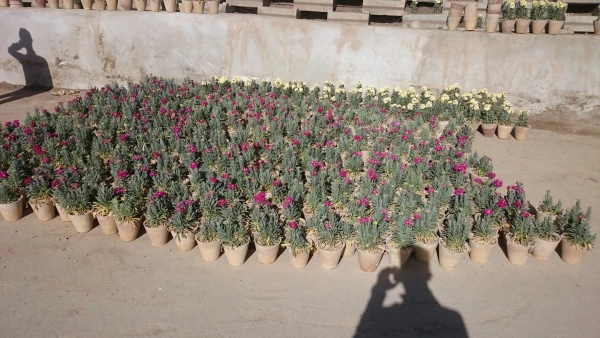 طرح مشارکتی کانون محیط زیست پردیس با شهرداری منطقه ی سه شیراز 3